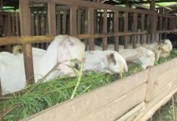 Senduro Akan Dikembangkan Sebagai Klaster Pariwisata Berbasis Prodak Lokal Susu Kambing